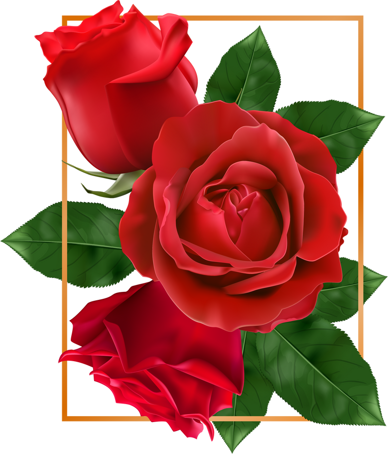 Red Rose Isolated Background.