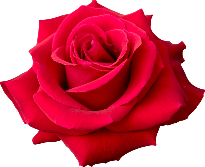 Red Rose Flower