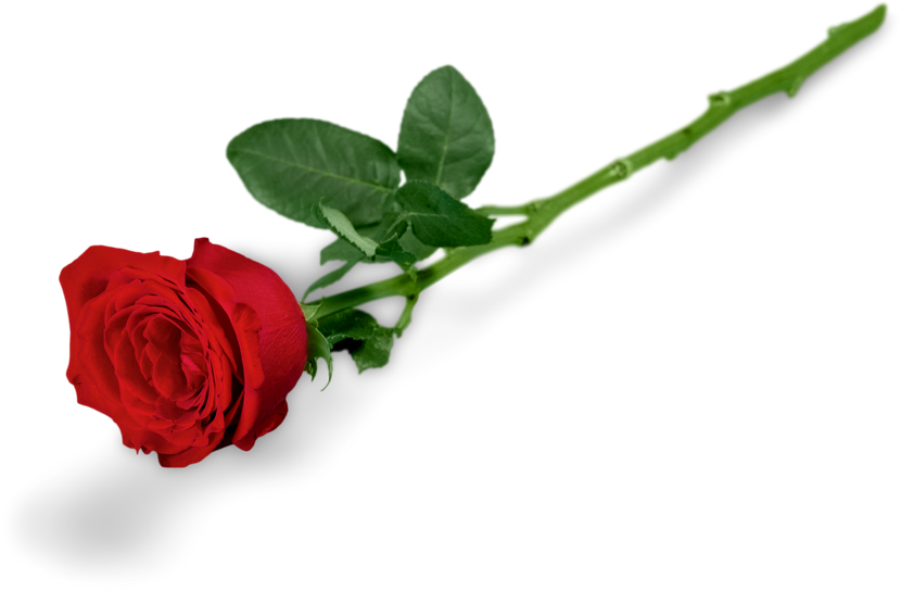 Red Rose with Green Stem Isolated on White Background