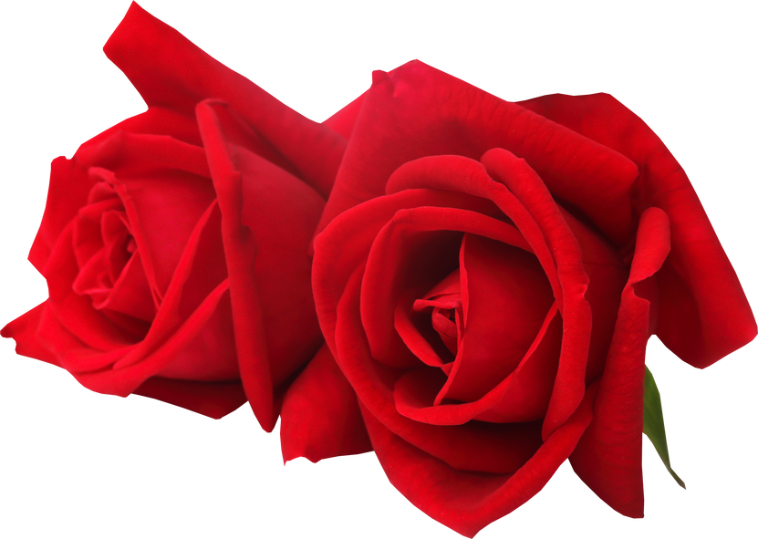 Pair of Red Roses